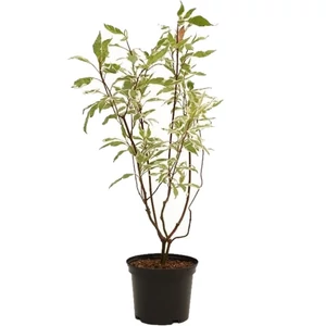 Cornus alba 'Elegantissima' / Tarka levelű fehér som