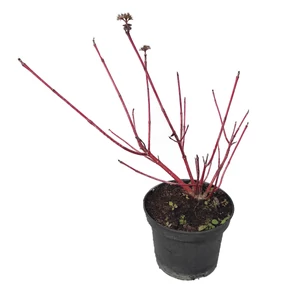 Cornus alba / Fehér som