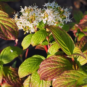 Cornus alba 'Sibirica' / Piros vesszős fehér som