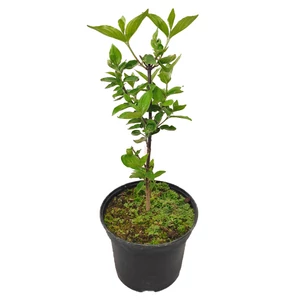 Cornus mas / Húsos som