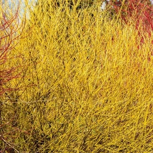 Cornus stolonifera 'Flaviramea' / Sárga vesszejű som