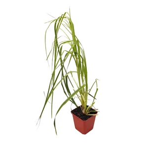 Cortaderia selloana 'White Plumes' / Fehér kalászú ezüstös pampafű