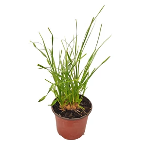 Cortaderia selloana 'White Plumes' / Fehér kalászú ezüstös pampafű