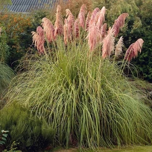 Cortaderia selloana 'Pink Feathers' / Rózsaszín kalászú ezüstös pampafű