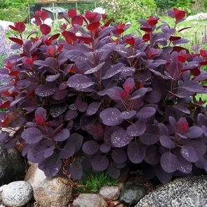 Cotinus coggygria 'Lilla' / Törpe cserszömörce