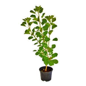 Cotinus coggygria  / Cserszömörce