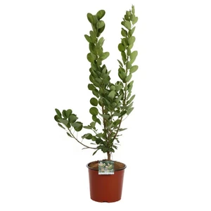 Cotinus coggygria  / Cserszömörce