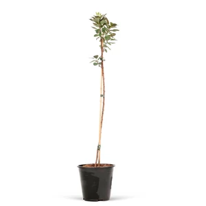 Cotinus coggygria  / Cserszömörce fa