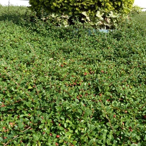 Cotoneaster dammeri 'Eichholz' / Madárbirs