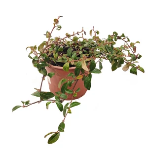 Cotoneaster salicifolius 'Parkteppich' / Terülő madárbirs