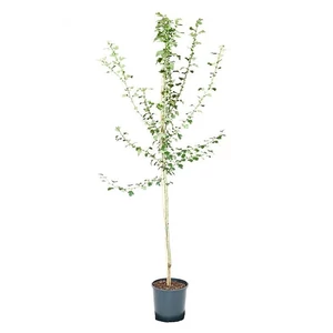 Crataegus laevigata 'Paul's Scarlet' / Piros virágú díszgalagonya fa