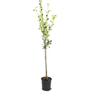 Crataegus lavallei 'Carrierei' / Fénylő levelű galagonya