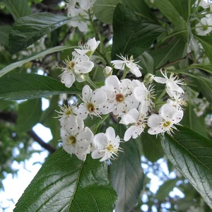 Crataegus lavallei 'Carrierei' / Fénylő levelű galagonya