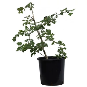 Crataegus monogyna / Egybibés galagonya