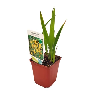 Crocosmia 'George Davidson' / Sáfrányfű