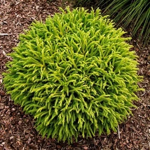 Cryptomeria japonica 'Globosa Nana' / Törpe gömb japáncédrus