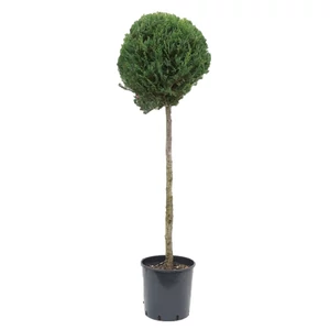 xCupressocyparis leylandii 'Pyramidalis' (nyírt, féltörzses) / Leylandi ciprus 1 labdás