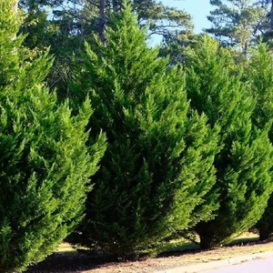 xCupressocyparis leylandii 'Green Rocket' / Oszlopos leylandii ciprus