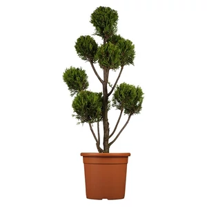 xCupressocyparis leylandii 'Pyramidalis' (pom-pom) / Leylandi ciprus