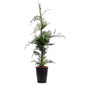 xCupressocyparis leylandii / Leylandi ciprus