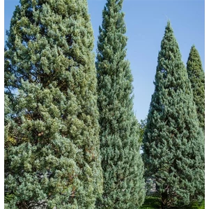 Cupressus arizonica 'Fastigiata' / Oszlopos arizóniai ciprus