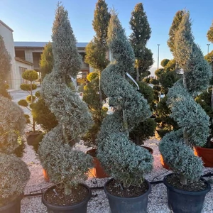 Cupressus arizonica 'Fastigiata' / Spirál oszlopos arizóniai ciprus