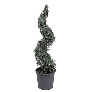Cupressus arizonica 'Fastigiata' / Spirál oszlopos arizóniai ciprus