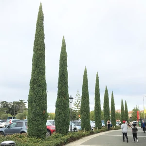Cupressus sempervirens 'Totem' / Európai ciprus