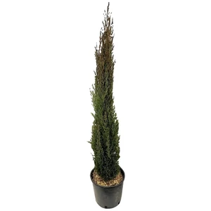 Cupressus sempervirens 'Totem' / Oszlopos európai ciprus