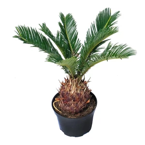 Cycas revoluta / Japán cikász pálma