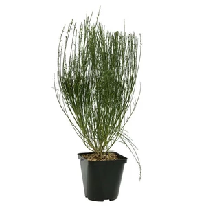 Cytisus 'White Lion' / Fehér virágú zanót