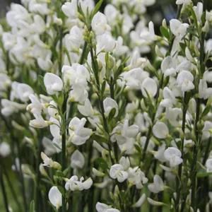 Cytisus 'White Lion' / Fehér virágú zanót