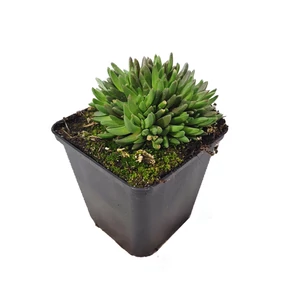 Delosperma congestum / Délvirág, kristályvirág