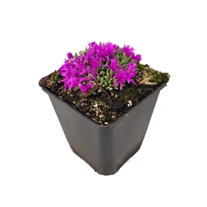 Delosperma spalmanthoides / Délvirág, kristályvirág