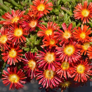 Delosperma hybrida 'Wheels of Wonder - Fire Wonder' / Délvirág, kristályvirág