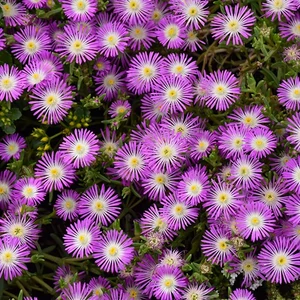 Delosperma hybrida 'Wheels of Wonder - Purple Wonder' / Délvirág, kristályvirág