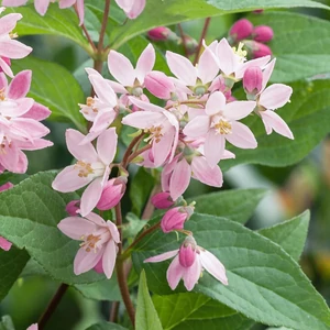 Deutzia x hybrida 'Strawberry Fields' / Sötétrózsaszín virágszínű gyöngyvirágcserje