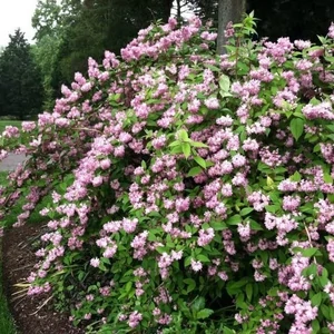 Deutzia x hybrida 'Pink Pom-pom' / Telt virágú rózsaszín gyöngyvirágcserje