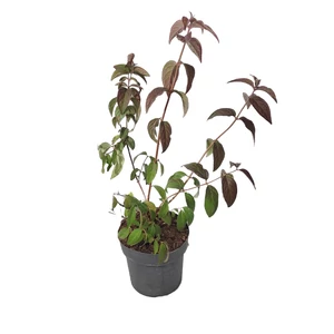 Deutzia x hybrida 'Strawberry Fields' / Sötétrózsaszín virágszínű gyöngyvirágcserje