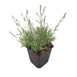 Dianthus gratianopolitanus 'Blauigel' / Pünkösdi szegfű