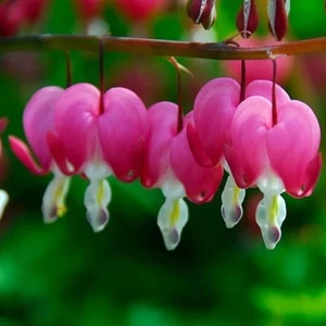 Dicentra spectabilis / Nagy szívvirág