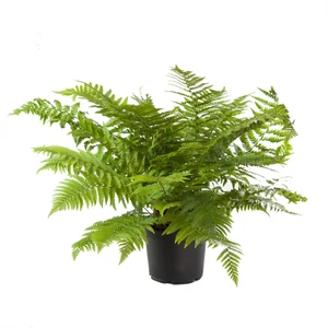 Dryopteris filix-mas / Erdei pajzsika