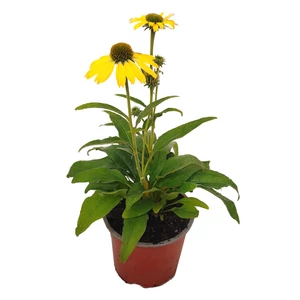 Echinacea 'Kismet Yellow' / Kasvirág