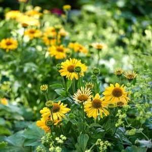 Echinacea 'Moodz® Amaze' / Kasvirág