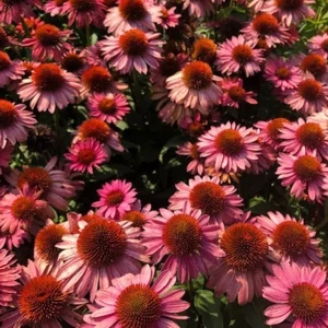 Echinacea 'Moodz® Satisfy' / Kasvirág