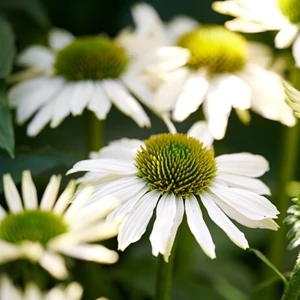 Echinacea 'Moodz® Serenity' / Kasvirág
