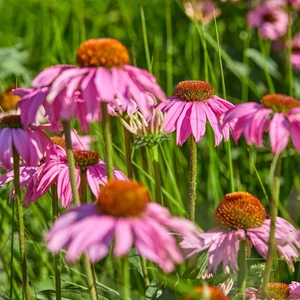 Echinacea 'Moodz® Courage' / Kasvirág