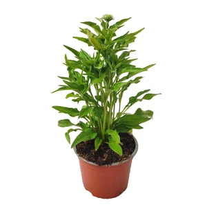 Echinacea paradoxa / Sárga kasvirág