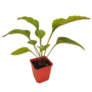 Echinacea purpurea 'Magnus' / Rózsaszín virágú kasvirág