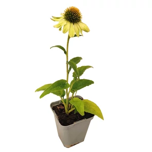 Echinacea purpurea 'Prairie Blaze Green' / Zöldes virágú kasvirág